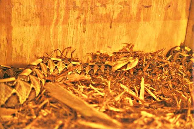 West African Female Gaboon Viper.jpg [50 Kb]